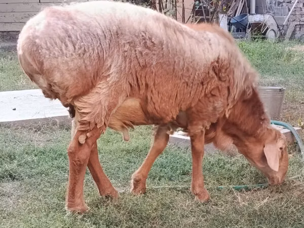 Ram, Arashan sheep — Kyrgyzstan