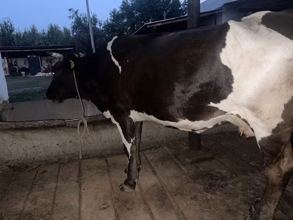 Cow, Russian Black pied cattle — Kyrgyzstan