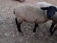 Ram, White Suffolk sheep — photo 2