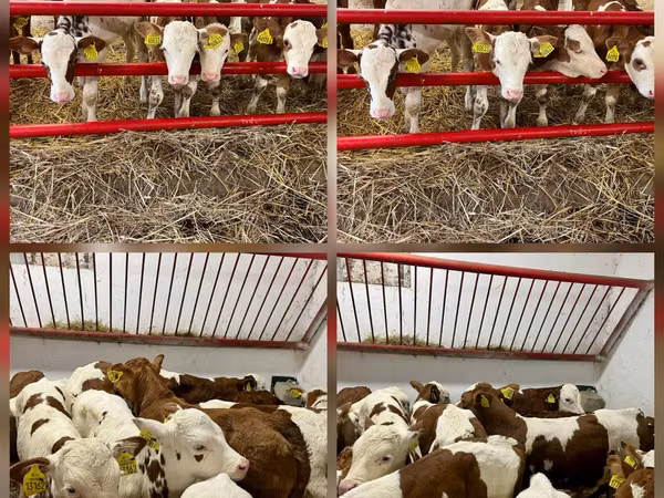 Cattle (batch, sex not specified), Cattle — Poland