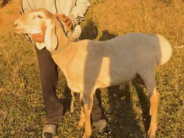 Sheep, Arashan sheep