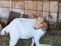 ወንድ ፍየል, Boer goat — ፎቶ 2