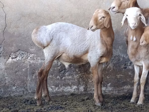 Billy Goat, Goats — Kyrgyzstan