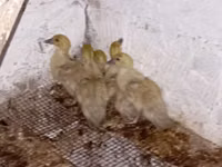 Ducks — புகைப்படம் 5