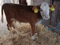 Toro, Vaca Limousin — foto 4