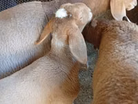 Ovan, Arashan sheep — fotografija 2