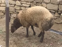 公羊, Sheep — 照片 5