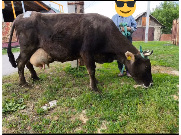Cow, Swiss cattle — Kazakhstan