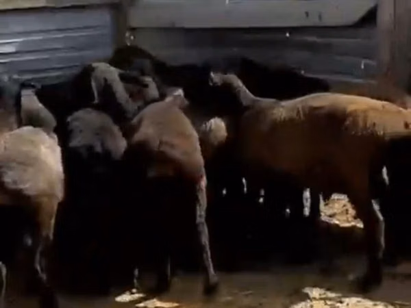 Cabra, Cabras — Cazaquistão