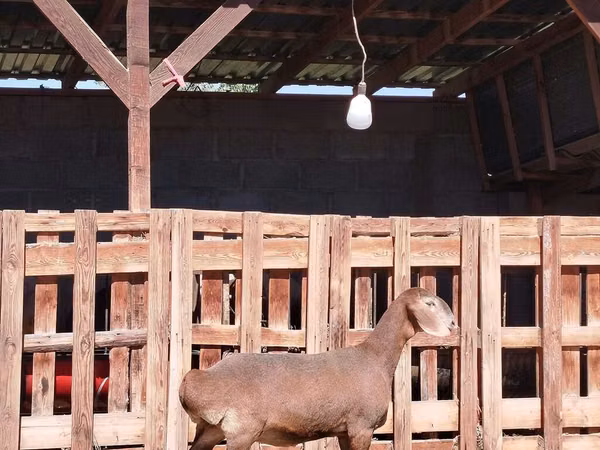 Goat, Nubian Goat — Kyrgyzstan