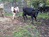 Tehén, Simmental cattle — 8. fotó
