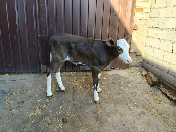 Cow, Simmental cattle — Poland