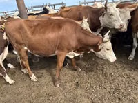 Vache, Bovins — photo 2