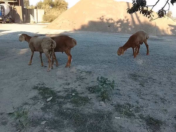 میش, گوسفند — قرقیزستان