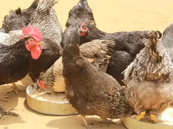 Chickens — ঘানা