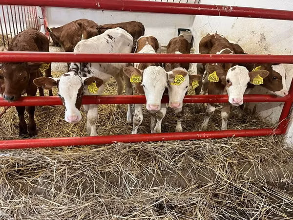 Cattle (batch, sex not specified), Simmental cattle