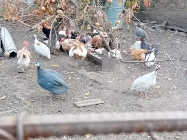 Guinea fowl