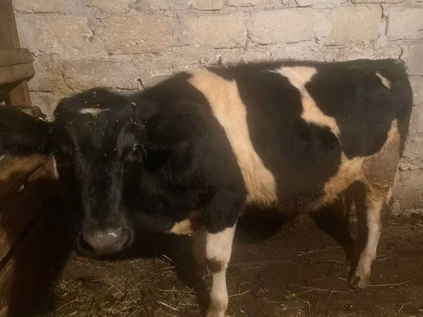 گاو نر, Russian Black pied cattle