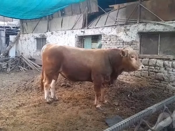 Bull, Simmental cattle — Uzbekistan