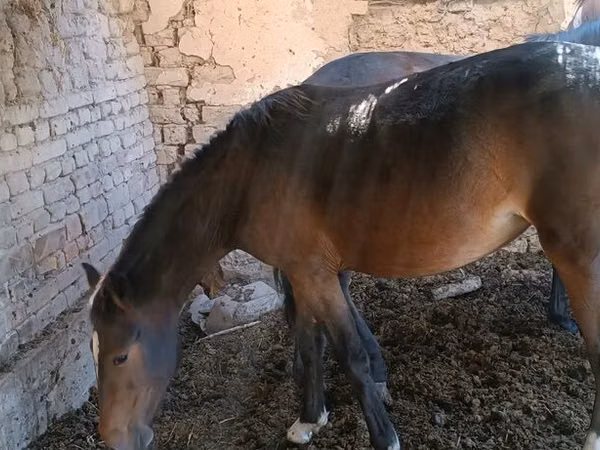 Mare, Horses — Kyrgyzstan