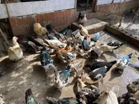 Ducks — photo 2