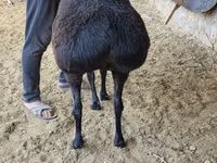 Sheep, Sheep — photo 2