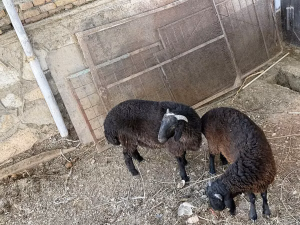 Ram, Sheep — Uzbekistan