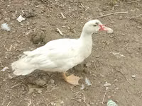 Ducks — تصویر 6