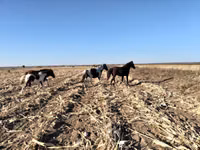 Merrie, Pinto horses — foto 3