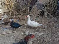Domestic Muscovy — foto 3