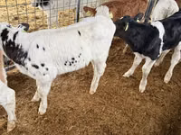 Bydło (partia, płeć nieokreślona), Russian Black pied cattle — zdjęcie 6