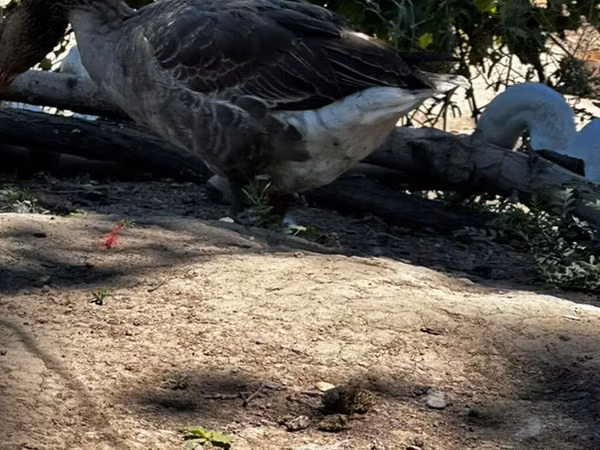 Geese — Қирғизистон