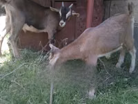Goat, Goats — photo 1
