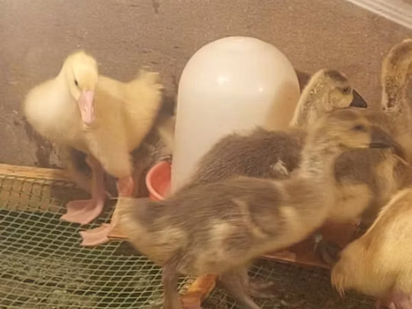 Geese — جمهوری آذربایجان