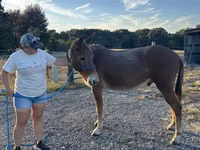 Horse (M), Mule — photo 3