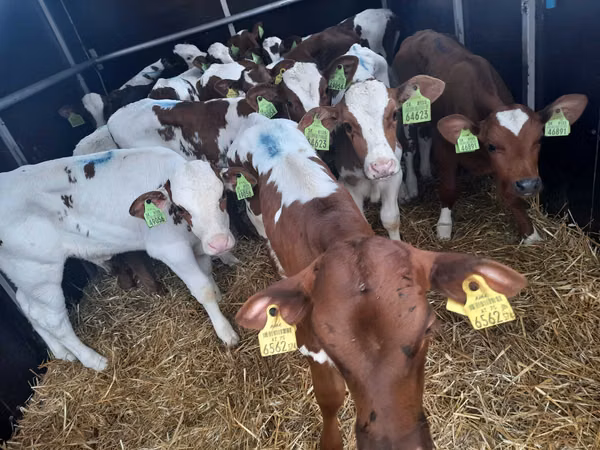 सांड, Simmental cattle — पोलैंड