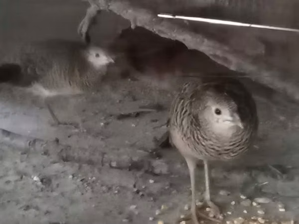 Guinea fowl — 헝가리