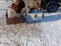 Bull, Simmental cattle — photo 2