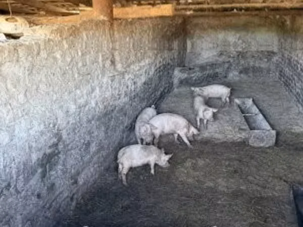 नर सूअर, सूअर