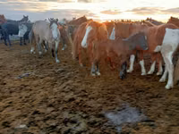 Mare, Horses — photo 2