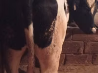 Αγελάδα, Russian Black pied cattle — φωτογραφία 3