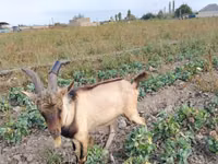 Caprone, Alpine goat — foto 1