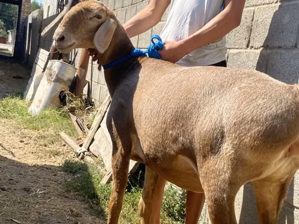 แกะตัวเมีย, Hissar sheep — คีร์กีซสถาน