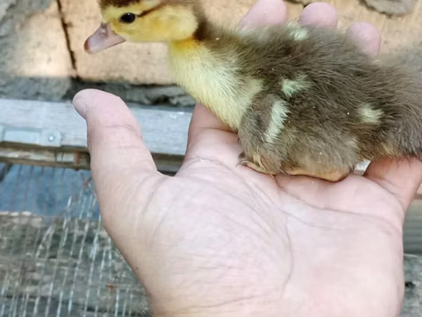 Ducks — Aserbaidschan