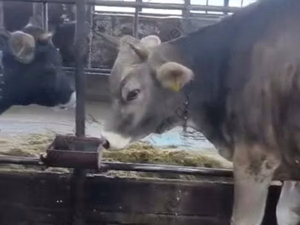 Krava, Swiss cattle