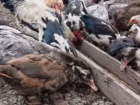 Muscovy Domestik — foto 6