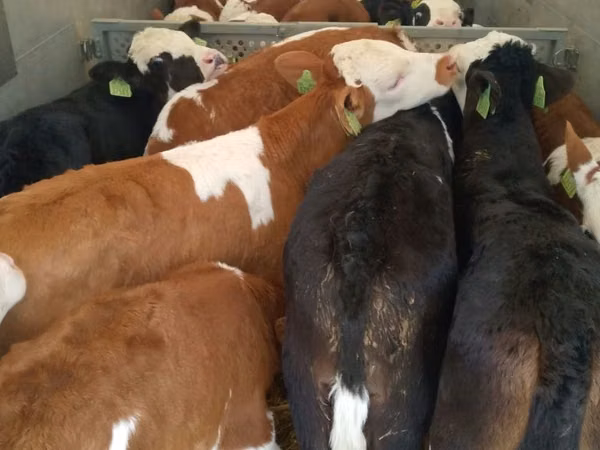 گاو نر, Simmental cattle