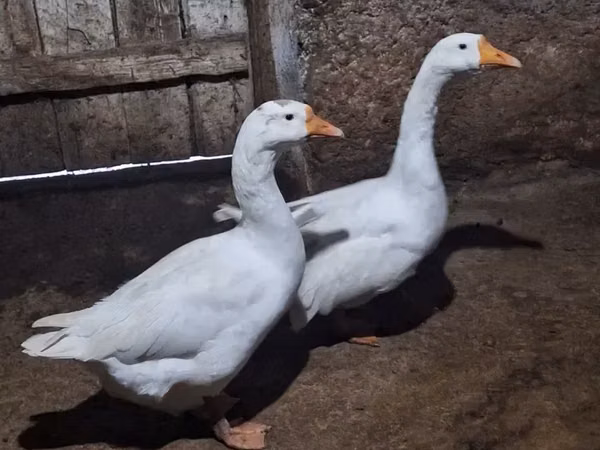 Geese — আর্মেনিয়া