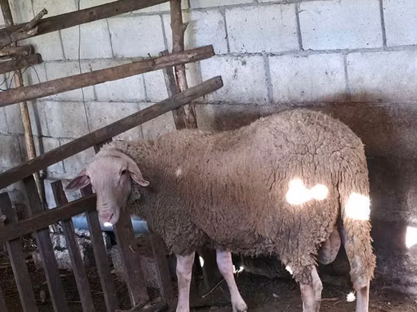 Ram, Baerchuke sheep — Moldova