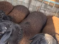 قوچ, Hissar sheep — عکس 2